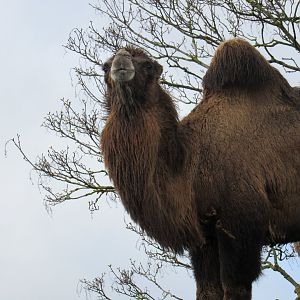 Bactrian Camel