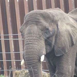 African Elephant - Five