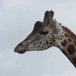 Rothschild’s Giraffe