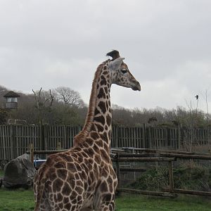 Rothschild’s Giraffe Calf