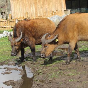 Congo Buffalo