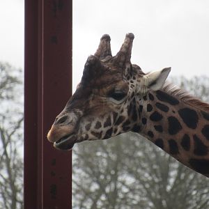 Rothschild’s Giraffe