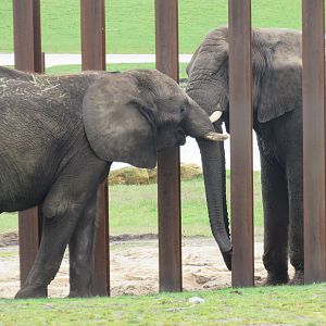 African Elephant - Five and Sutton