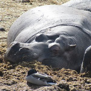 Common Hippopotamus