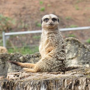 Meerkat