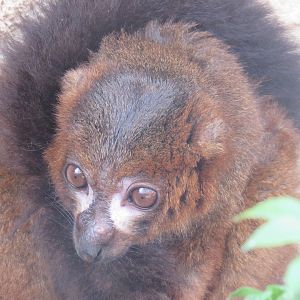 Red-Bellied Lemur