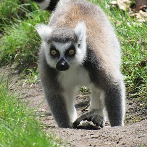 Ring-Tailed Lemur