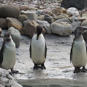 Humboldt Penguin