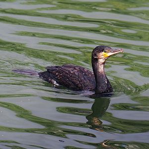 Great cormorant (Phalacrocorax carbo), 2022-08-28