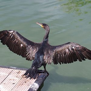 Great cormorant (Phalacrocorax carbo), 2022-08-28