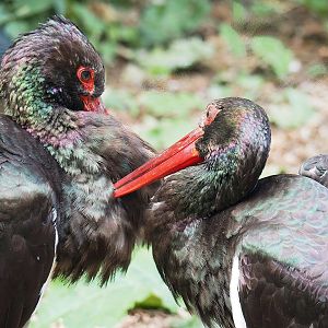 Black storks (Ciconia nigra), 2022-08-28