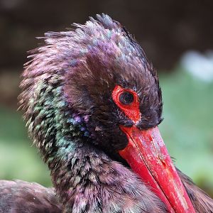 Black stork (Ciconia nigra), 2022-08-28