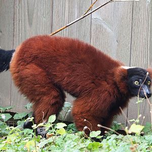Red ruffed lemur (Varecia rubra), 2022-08-28