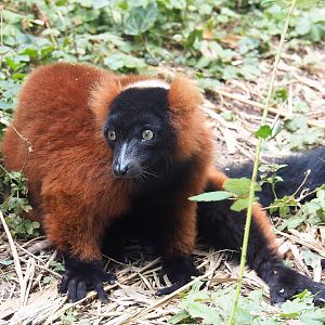 Red ruffed lemur (Varecia rubra), 2022-08-28