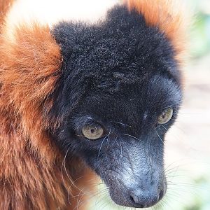 Red ruffed lemur (Varecia rubra), 2022-08-28