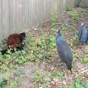Red ruffed lemur (Varecia rubra) and Vulturine guineafowl (Acryllium vulturinum), 2022-08-28