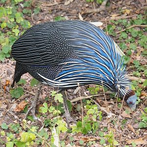 Vulturine guineafowl (Acryllium vulturinum), 2022-08-28
