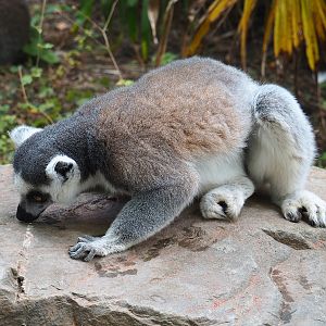 Ring-tailed lemur (Lemur catta), 2022-08-28