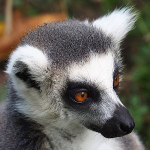 Ring-tailed lemur (Lemur catta), 2022-08-28