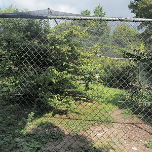 Secretary bird, Lady Ross's turaco, Speckled pigeon and Hamerkop aviary, 2022-08-28