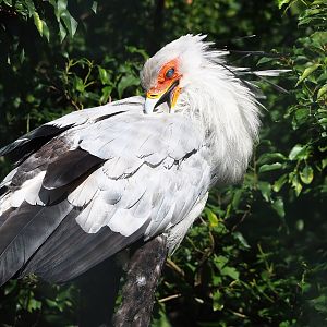 Secretary bird (Sagittarius serpentarius), 2022-08-28