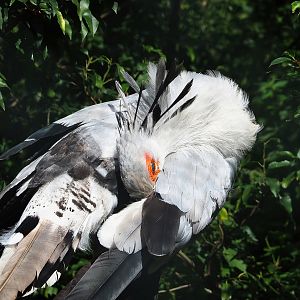 Secretary bird (Sagittarius serpentarius), 2022-08-28