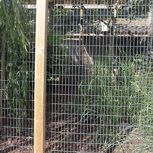 Bali myna and Malayan crestless fireback pheasant aviary, 2022-08-28