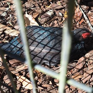 Malayan crestless fireback pheasant (Lophura erythrophthalma), 2022-08-28