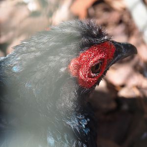 Malayan crestless fireback pheasant (Lophura erythrophthalma), 2022-08-28