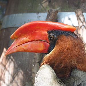 Luzon rufous hornbill (Buceros hydrocorax), 2022-08-28