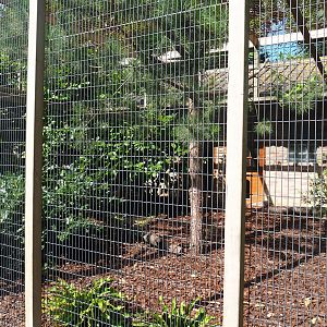 Wrinkled hornbill, Edward's pheasant and Red-billed blue magpie aviary, 2022-08-28