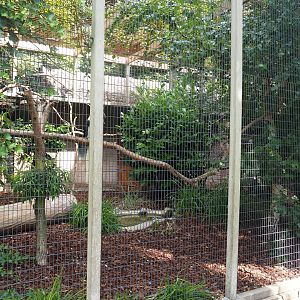 White-crowned hornbill aviary, 2022-08-28