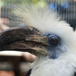 White-crowned hornbill (Berenicornis comatus), 2022-08-28