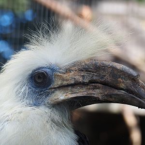 White-crowned hornbill (Berenicornis comatus), 2022-08-28
