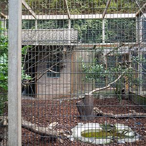 Jungle myna aviary, 2022-08-28