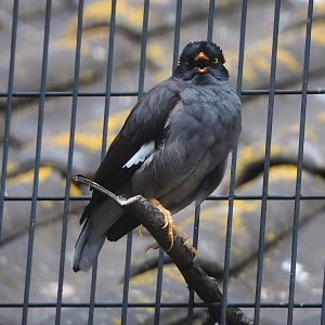 Jungle myna (Acridotheres fuscus), 2022-08-28