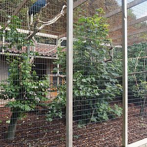 Wreathed hornbill, Argus pheasant, Lady Amherst's pheasant and Asian azure-winged magpie aviary, 2022-08-28