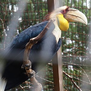 Wreathed hornbill (Rhyticeros undulatus), 2022-08-28