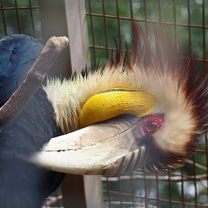 Wreathed hornbill (Rhyticeros undulatus), 2022-08-28