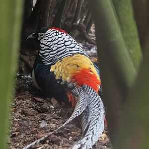 Lady Amherst's pheasant (Chrysolophus amherstiae) rooster, 2022-08-28