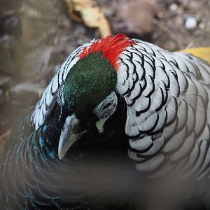 Lady Amherst's pheasant (Chrysolophus amherstiae) rooster, 2022-08-28