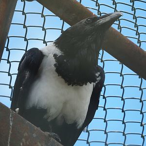 Pied crow (Corvus albus), 2022-08-28