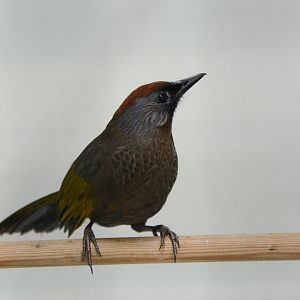 Silver-eared laughingthrush (Trochalopteron melanostigma)