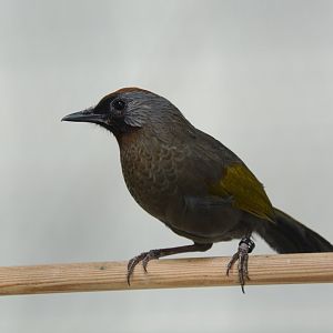 Silver-eared laughingthrush (Trochalopteron melanostigma)