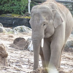 Asian Elephant - Anjan