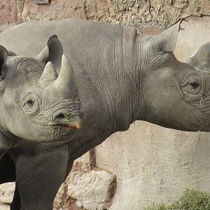 Eastern Black Rhinoceros