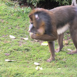 Mandrill