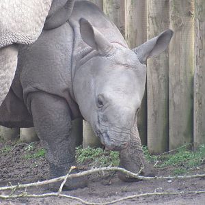 Indian Rhinoceros Calf