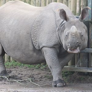 Indian Rhinoceros