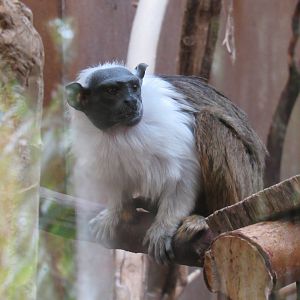 Pied Tamarin